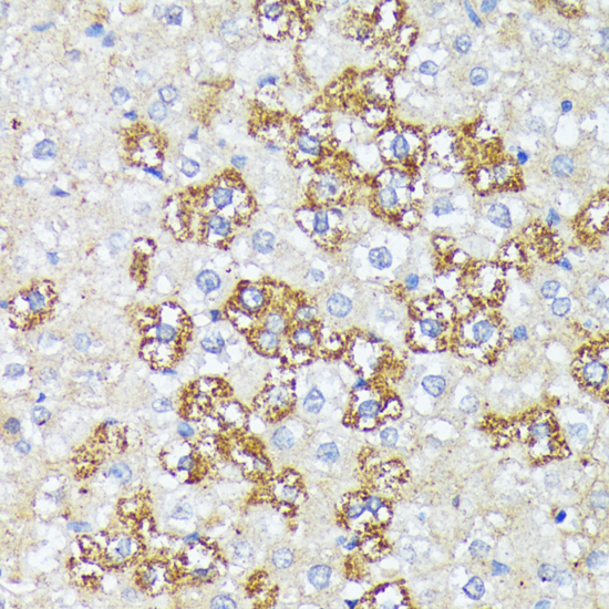 Anti-WNT1 Antibody (CAB2475)