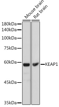 Anti-KEAP1 Antibody (CAB11258)