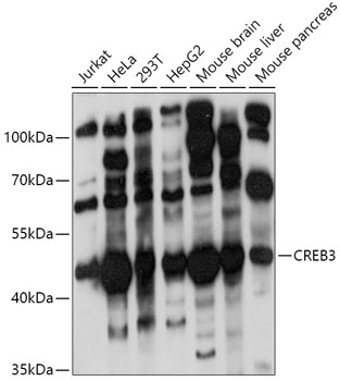 Anti-CREB3 Antibody (CAB6567)