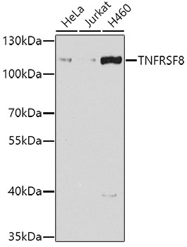 Anti-TNFRSF8 Antibody (CAB7651)