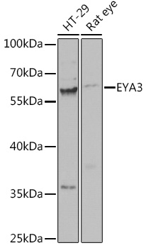 Anti-EYA3 Antibody (CAB15056)