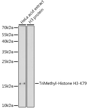 Anti-TriMethyl-Histone H3-K79 Antibody (CAB2369)