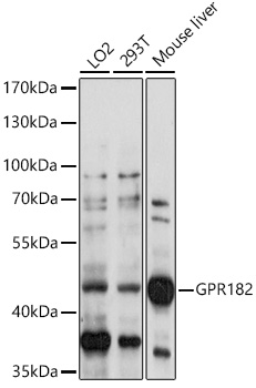 Anti-GPR182 Antibody (CAB14854)