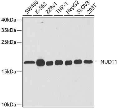 Anti-NUDT1 Antibody (CAB5474)