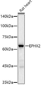 Western blot analysis of extracts of Rat heart, using EPHX2 antibody at 1:500 dilution. Secondary antibody: HRP Goat Anti-Rabbit IgG (H+L) at 1:10000 dilution. Lysates/proteins: 25ug per lane. Blocking buffer: 3% nonfat dry milk in TBST. Detection: ECL Basic Kit. Exposure time: 60s.