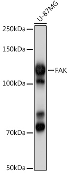 Anti-FAK Antibody (CAB2114)