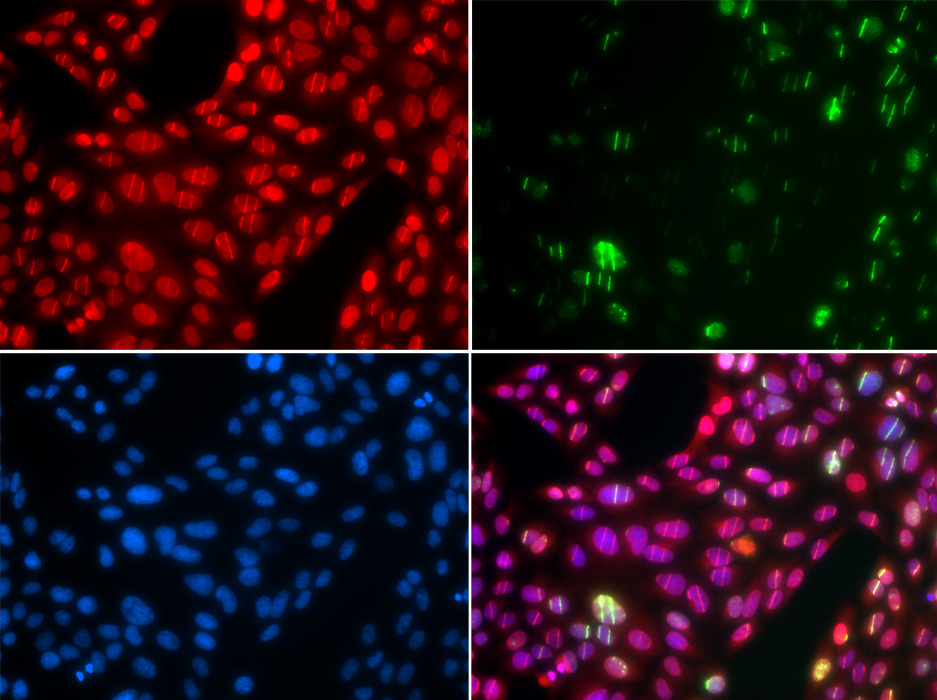 Anti-CUL4B Antibody (CAB5400)