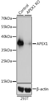 Anti-APEX1 Antibody [KO Validated] (CAB2587)