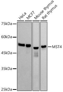 Western blot analysis of extracts of various cell lines, using MST4 antibody at 1:1000 dilution. Secondary antibody: HRP Goat Anti-Rabbit IgG (H+L) at 1:10000 dilution. Lysates/proteins: 25ug per lane. Blocking buffer: 3% nonfat dry milk in TBST. Detection: ECL Basic Kit. Exposure time: 10s.