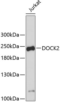 Anti-DOCK2 Antibody (CAB3595)