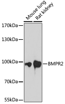 Anti-BMPR2 Antibody (CAB16778)