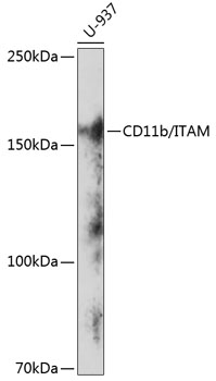 Anti-CD11b/ITAM Antibody (CAB19010)