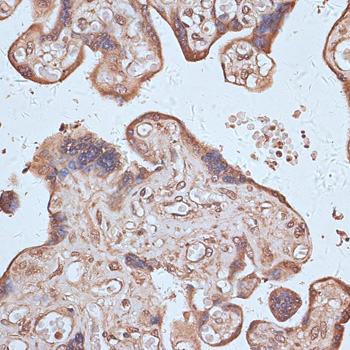 Anti-NFE2L1 Antibody (CAB14753)