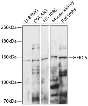 Anti-HERC5 Antibody (CAB14889)