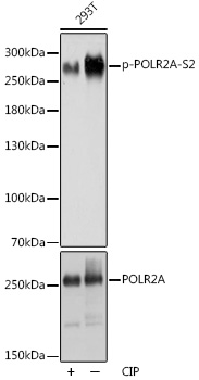 Anti-Phospho-POLR2A-S2 pAb (CABP0749)