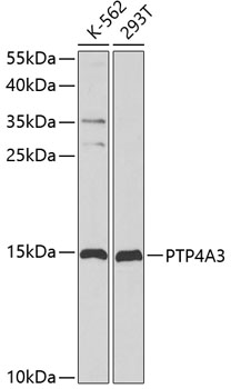 Anti-PTP4A3 Antibody (CAB2004)