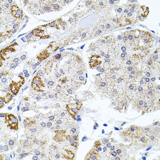 Anti-VCAM1 Antibody (CAB0279)