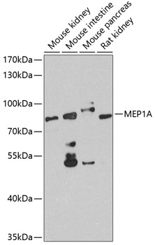 Anti-MEP1A Polyclonal Antibody (CAB8133)