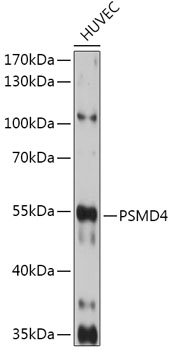 Anti-PSMD4 Antibody (CAB1061)