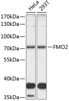 Anti-FMO2 Antibody (CAB3864)
