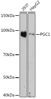 Anti-PGC1 alpha Antibody (CAB11971)