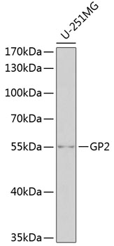 Anti-GP2 Antibody (CAB6378)