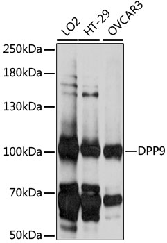 Anti-DPP9 Antibody (CAB15548)