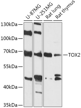 Anti-TOX2 Antibody (CAB17797)