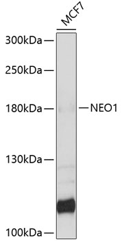 Anti-Neogenin Polyclonal Antibody (CAB9413)