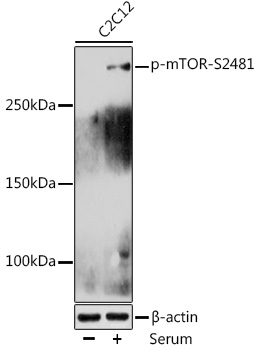 Anti-Phospho-mTOR-S2481 Antibody (CABP0490)