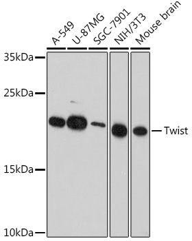 Anti-Twist Antibody (CAB3237)