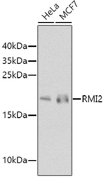 Anti-RMI2 Polyclonal Antibody (CAB8523)