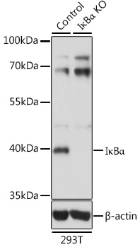 [KO Validated] IkBAlpha Rabbit Polyclonal Antibody (CAB11397)