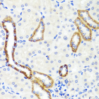 Anti-Synaptopodin Polyclonal Antibody (CAB8484)