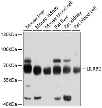 Anti-LILRB2 Antibody (CAB10135)