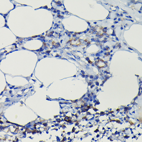 Anti-iNOS Antibody (CAB0312)