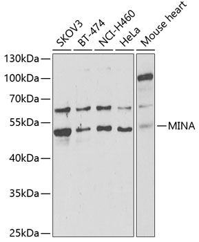 Anti-MINA Antibody (CAB6655)