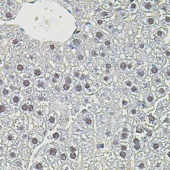 Anti-MYC Antibody (CAB11394)