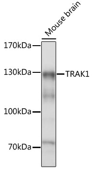 Anti-TRAK1 Antibody (CAB15249)