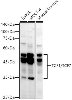 Western blot analysis of extracts of various cell lines, using TCF1/TCF7 antibody at 1:1000 dilution. Secondary antibody: HRP Goat Anti-Rabbit IgG (H+L) at 1:10000 dilution. Lysates/proteins: 25ug per lane. Blocking buffer: 3% nonfat dry milk in TBST. Detection: ECL Basic Kit. Exposure time: 180s.