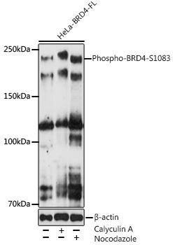 Western blot analysis of extracts of various cell lines, using Phospho-BRD4-S1083 antibody at 1:500 dilution. HeLa cells were treated by Calyculin A (100 nM) at 37Ã¢â€žÆ’ for 30 minutes after serum-starvation overnight. HeLa cells were treated by nocodazole (50 ng/ml) at 37Ã¢â€žÆ’ for 20 hours. Secondary antibody: HRP Goat Anti-Rabbit IgG (H+L) at 1:10000 dilution. Lysates/proteins: 25ug per lane. Blocking buffer: 3% nonfat dry milk in TBST. Detection: ECL Enhanced Kit. Exposure time: 300s.