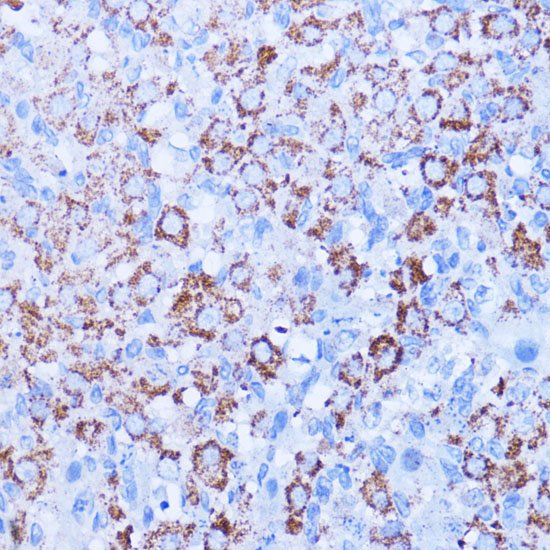 Anti-ISG15 Antibody (CAB1182)