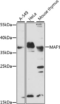 Anti-MAF1 Antibody (CAB15531)