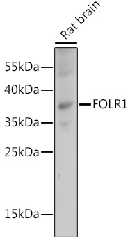 Anti-FOLR1 Antibody (CAB15672)