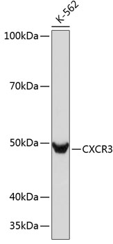 Anti-CXCR3 Antibody