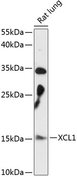 Anti-XCL1 Antibody (CAB14490)