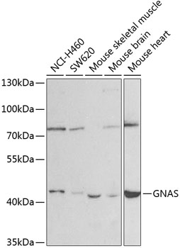 Anti-GNAS Antibody (CAB2732)