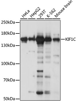 Anti-KIF1C Antibody (CAB15786)