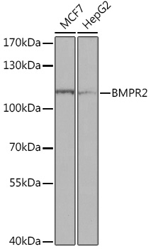 Anti-BMPR2 Antibody (CAB16232)