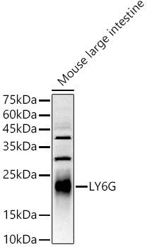 Western blot analysis of extracts of Mouse large intestine, using LY6G antibody at 1:1000 dilution. Secondary antibody: HRP Goat Anti-Rabbit IgG (H+L) at 1:10000 dilution. Lysates/proteins: 25ug per lane. Blocking buffer: 3% nonfat dry milk in TBST. Detection: ECL Enhanced Kit. Exposure time: 180s.